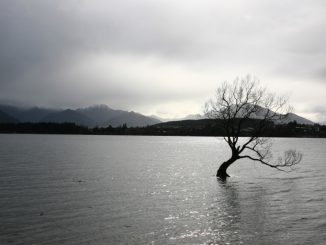 Wanaka Tree