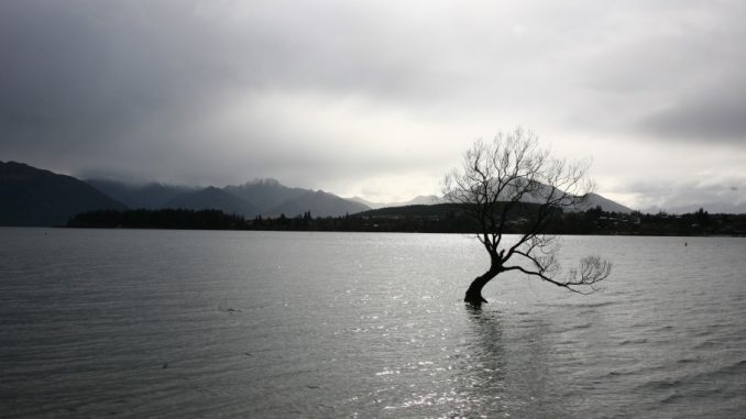 Wanaka Tree