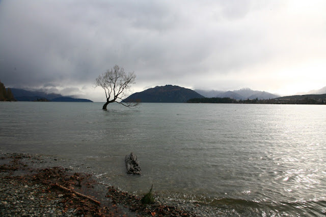 Wanaka tree 