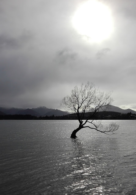 Wanaka Tree