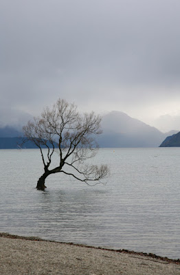 Wanaka Tree