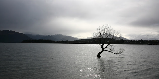 Wanaka Tree